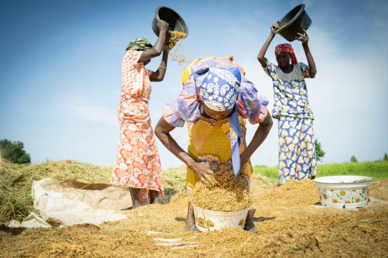 African Farmers, Heifer International Selects ThriveAgric, DigiCow And ...